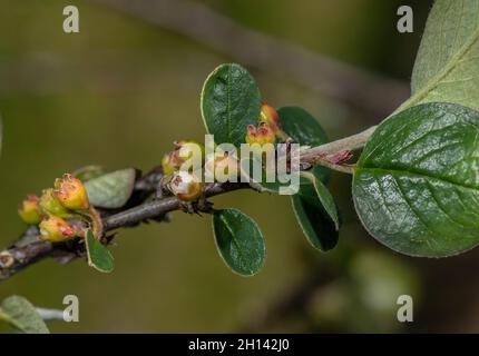 Great Orme Berry, Cotoneaster cambricus, blühend auf der Great Orme, Wales, Stockfoto