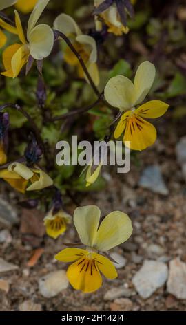 Dune Pansy, Viola tricolor ssp curtisii, blühend auf Sanddünen, Wales. Stockfoto