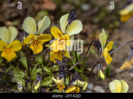 Dune Pansy, Viola tricolor ssp curtisii, blühend auf Sanddünen, Wales. Stockfoto