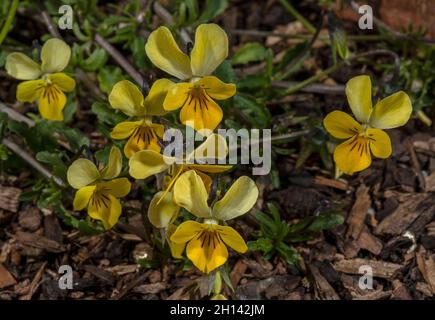 Dune Pansy, Viola tricolor ssp curtisii, blühend auf Sanddünen, Wales. Stockfoto