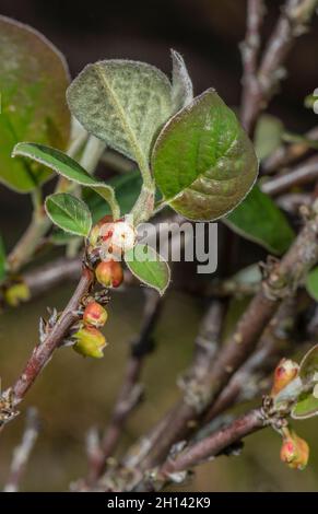 Great Orme Berry, Cotoneaster cambricus, blühend auf der Great Orme, Wales, Stockfoto