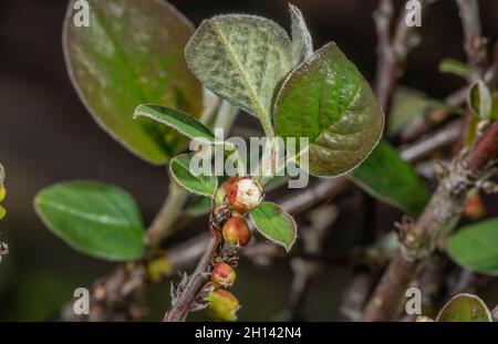Great Orme Berry, Cotoneaster cambricus, blühend auf der Great Orme, Wales, Stockfoto
