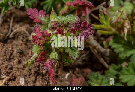 Sea Storksbill, Erodium maritimum mit blütenlosen Blüten, an der Gower Küste. Stockfoto