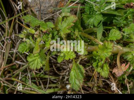 Sea Storksbill, Erodium maritimum mit blütenlosen Blüten, an der Gower Küste. Stockfoto