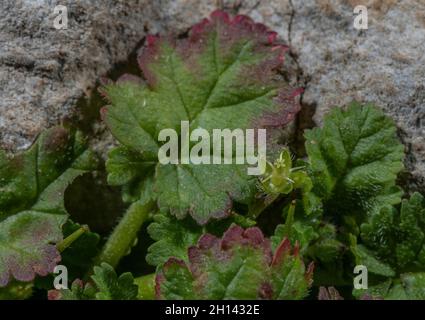 Sea Storksbill, Erodium maritimum mit blütenlosen Blüten, an der Gower Küste. Stockfoto