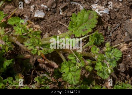 Sea Storksbill, Erodium maritimum mit blütenlosen Blüten, an der Gower Küste. Stockfoto