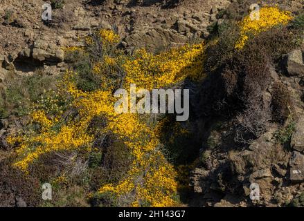 Prostrate Broom, Cytisus scoparius ssp. Maritimus in Blüte auf Küstenklippen in der Nähe von Marloes, Pembrokeshire. Wales Stockfoto