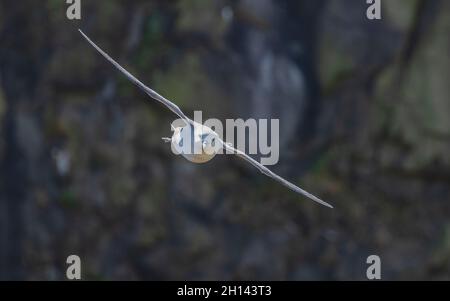 Fulmar, Fulmarus glacialis, im Flug auf Skomer, Pembrokeshire Coast National Park, West Wales. Stockfoto