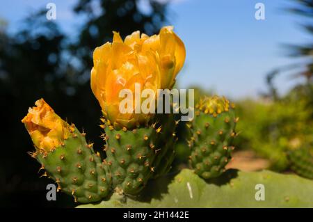 Detail einer Gruppe von drei Blumen mit orangen Blütenblättern, die auf einem Stamm einer wilden Kaktusbirne wachsen und andere Bäume und Pflanzen im Hintergrund verschwommen sind Stockfoto