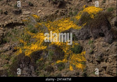 Prostrate Broom, Cytisus scoparius ssp. Maritimus in Blüte auf Küstenklippen in der Nähe von Marloes, Pembrokeshire. Wales Stockfoto