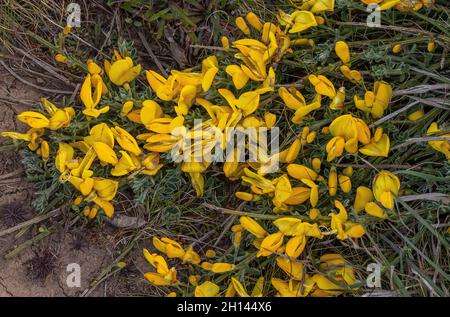 Prostrate Broom, Cytisus scoparius ssp. Maritimus in Blüte auf Küstenklippen in der Nähe von Marloes, Pembrokeshire. Wales Stockfoto