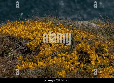 Prostrate Broom, Cytisus scoparius ssp. Maritimus in Blüte auf Küstenklippen in der Nähe von Marloes, Pembrokeshire. Wales Stockfoto