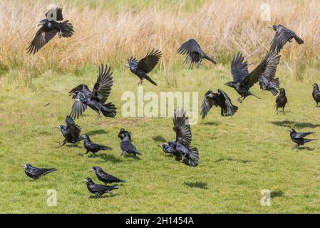 Schwarm von Hahnen, Corvus frugilegus, Fütterung auf der Weide. Stockfoto