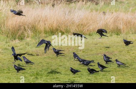 Schwarm von Hahnen, Corvus frugilegus, Fütterung auf der Weide. Stockfoto