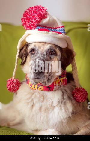 Lustiges Porträt eines großen Hundes mit warmer Strickmütze, Winter- oder Herbstkonzept Stockfoto