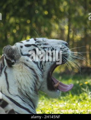 Weißer bengalischer Tiger mit dem wissenschaftlichen Namen „Panthera tigris tigris“ Stockfoto