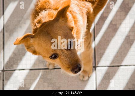 Kleiner niedlicher brauner Hund, der aufschaut Stockfoto
