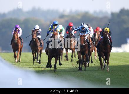 Trueshan mit Jockey Hollie Doyle (Dritter links) gewinnt den Qipco British Champions Long Distance Cup während des Qipco British Champions Day auf der Ascot Racecourse. Bilddatum: Samstag, 16. Oktober 2021. Stockfoto