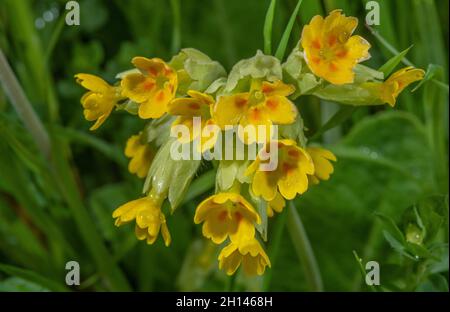 Kuhslip, Primula veris, Nahaufnahme des Blütenstands. Grasland. Stockfoto