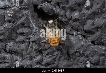 Rote Freimaurerbiene, Osmia bicornis, in der Nähe ihres Nestes im Frühjahr. Stockfoto