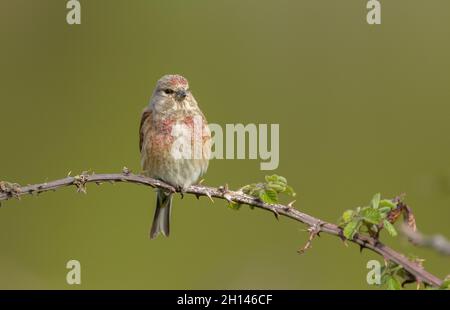 Männlich Gemeines Linnet, Linaria cannabina, thront auf einem Bramble-Zweig. Stockfoto