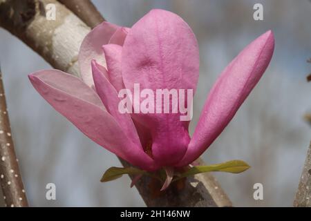 Rosa und weiße Magnolienbäume blühen im Frühlingssonne Stockfoto