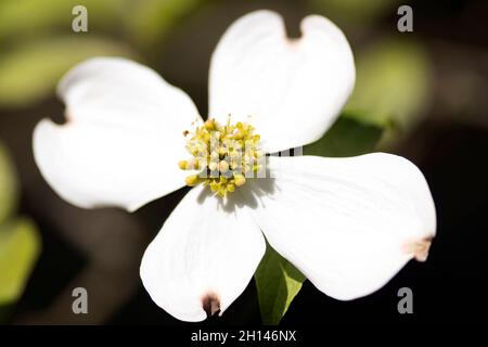 Weiße Dogwood Blume im Frühlingssonne Stockfoto