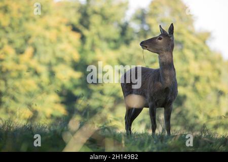 Deer, Studley Royal Deerpark, North Yorkshire Stockfoto