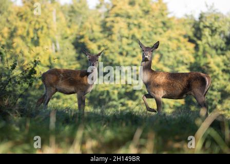 Deer, Studley Royal Deerpark, North Yorkshire Stockfoto