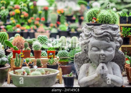 fargesia nitida winter joy Jetzt Winterharter Bambus 'Winter Joy' online kaufen bei Bohlken  Pflanzenversand  Bohlken Pflanzenversand GbR