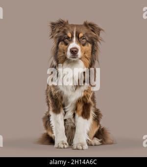 Red Merle Australian Shepherd sitzt vor einem braunen Hintergrund Stockfoto