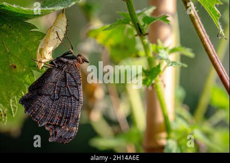 Neu aufgetauchte Pfauenschmetterling, der auf seinem leeren Kokon ruht Stockfoto