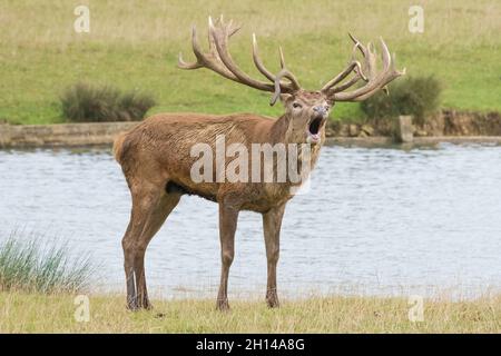 Englischer Rothirsch mit Geweih, Bellen, Heulen und Rufen, in der Brunft, Paarungssaison. Woburn, England. Stockfoto