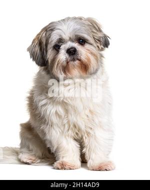 Shih Tzu Hund, der auf die Kamera schaut, auf Weiß sitzend Stockfoto