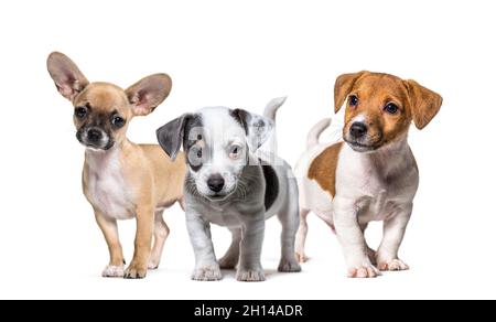 Eine Gruppe von Welpen, Hunden, Jack russel Terrier und chihuahua stehen in einer Reihe, isoliert auf weiß Stockfoto