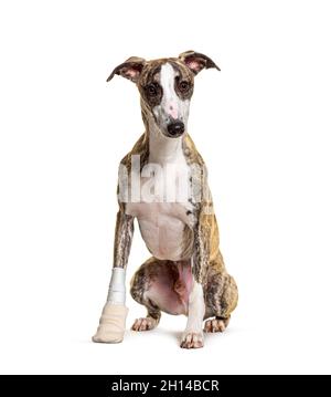 Verletzter Whippet Hund sitzend, bandage Pfote, isoliert auf weiß Stockfoto