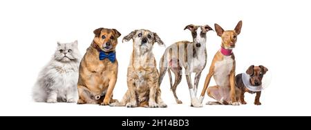 Gruppe von kranken, blinden, verletzten, behinderten Hunden und Katzen in einer Reihe, isoliert auf Weiß Stockfoto