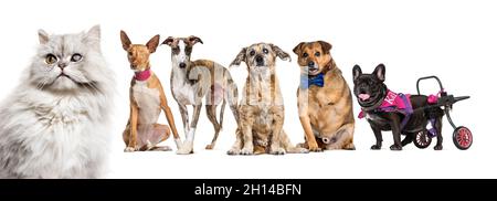 Gruppe von kranken, blinden, verletzten, behinderten Hunden und Katzen in einer Reihe, isoliert auf Weiß Stockfoto