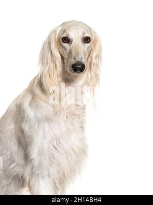 Kopfaufnahme eines grauen Saluki-Hundes, isoliert Stockfoto