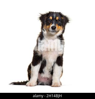 Black and tan Puppy Miniature American Shepherd, 14 Wochen alt Stockfoto