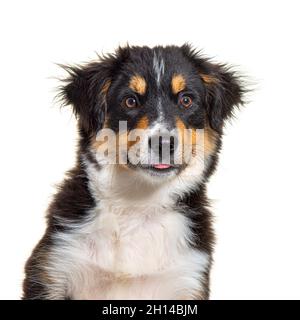 Black and tan Puppy Miniature American Shepherd, 14 Wochen alt Stockfoto
