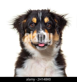 Black and tan Puppy Miniature American Shepherd, vierzehn Wochen alt, isoliert auf Weiß Stockfoto