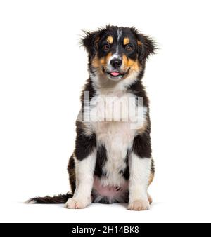 Schwarz und braun Puppy Miniatur American Shepherd Hund, vierzehn Wochen alt Stockfoto