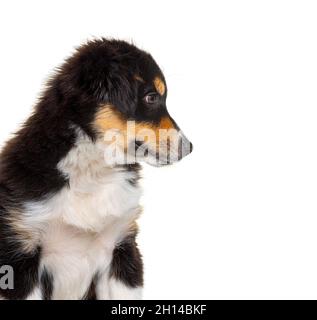 Seitenansicht eines schwarzen und braunen Puppy Miniature American Shepherd, 14 Wochen alt Stockfoto