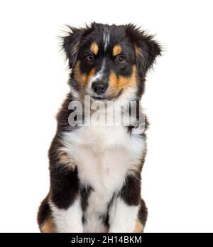 Black and tan Puppy Miniature American Shepherd, 14 Wochen alt Stockfoto