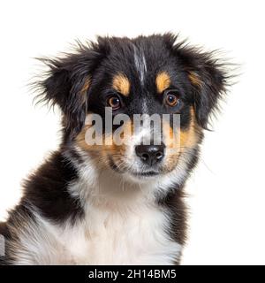 Black and tan Puppy Miniature American Shepherd, vierzehn Wochen alt, isoliert auf Weiß Stockfoto