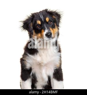 Black and tan Puppy Miniature American Shepherd, vierzehn Wochen alt, isoliert auf Weiß Stockfoto