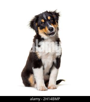 Black and tan Puppy Miniature American Shepherd, 14 Wochen alt Stockfoto
