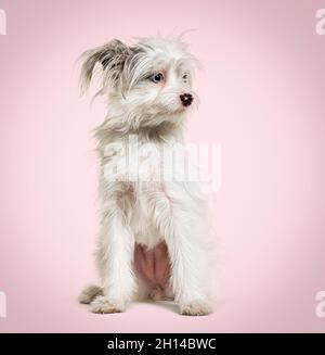 Weißer Yorkie-Pom Hund. Mischrasse Pommern und Yorkshire Terrier vor rosa Hintergrund Stockfoto