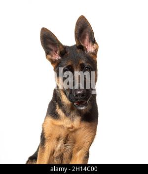 Porträt des deutschen Schäferhundes schwarz und braun beim Blick auf die Kamera Stockfoto